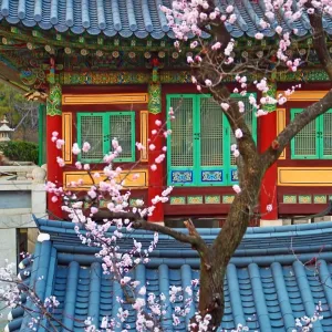 Traditonal Korean building and cherry blossom at Bongeunsa Temple at sunset in Seoul