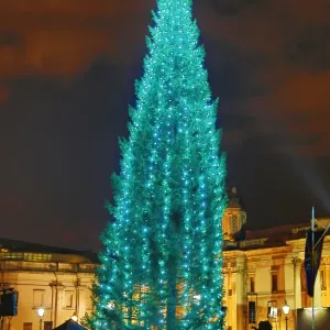 Trafalgar Square Christmas Tree lights switched on, London, England