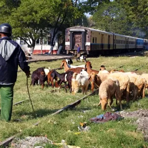 Train in the station in Amarapura with goats on the tracks, Mandalay, Myanmar (Burma)