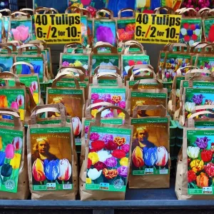 Tulip flowers bulbs on sale in the flower market in Amsterdam, Holland