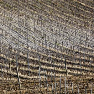 Vineyard near Marsala, Sicily, Italy
