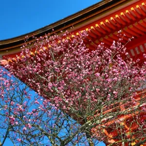 Wooden orange roof with cherry blossom at Kiyomizu-dera Temple in Kyoto, Japan