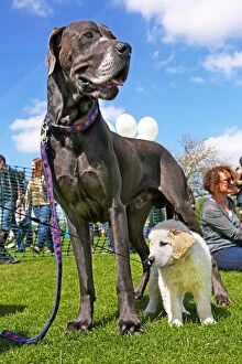 All Dogs Matter, Great Hampstead Bark Off 2014, London