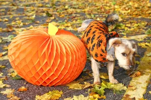 Animals: All Dogs Matter Halloween Dog Show, Hampstead Heath, London