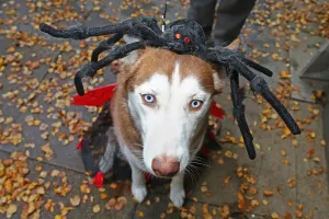 All Dogs Matter Halloween Dog Show, Hampstead Heath, London