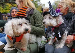 All Dogs Matter Halloween Dog Walk