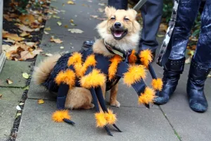 All Dogs Matter Halloween Dog Walk
