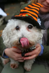 All Dogs Matter Halloween Dog Walk