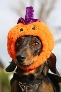 All Dogs Matter Halloween Dog Walk