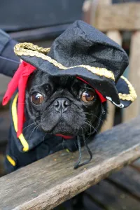 Dogs: All Dogs Matter Halloween Fancy Dress Dog Walk, London