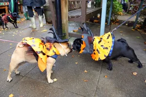 All Dogs Matter Halloween Fancy Dress Dog Walk, London