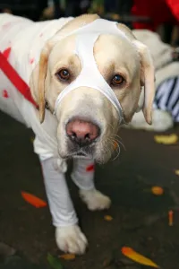 All Dogs Matter Halloween Fancy Dress Dog Walk, London