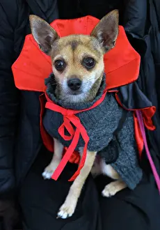 Prints of Savannah the Chihuahua cross dressed in her Vampire Halloween costume at the All Dogs Matter Howloween Dog Walk at the Spaniard's Inn on Hampstead Heath, London ADM Howloween Dog Walk Images: All Dogs Matter Howloween Dog Walk, Hampstead Heath, London