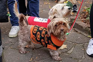 Prints of Dog dressed in Halloween costume at the All Dogs Matter Howloween Dog Walk at the Spaniard's Inn on Hampstead Heath, London ADM Howloween Dog Walk Images: All Dogs Matter Howloween Dog Walk, Hampstead Heath, London
