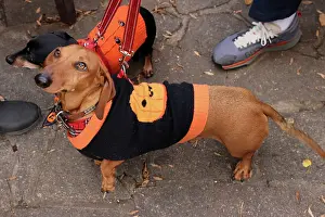 Prints of Carlos the Dachshund dressed in Halloween costume at the All Dogs Matter Howloween Dog Walk at the Spaniard's Inn on Hampstead Heath, London ADM Howloween Dog Walk Images: All Dogs Matter Howloween Dog Walk, Hampstead Heath, London