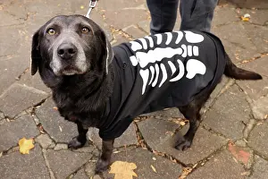 Prints of Ruby the Black Labrador dressed in skeleton Halloween costume at the All Dogs Matter Howloween Dog Walk at the Spaniard's Inn on Hampstead Heath, London ADM Howloween Dog Walk Images: All Dogs Matter Howloween Dog Walk, Hampstead Heath, London