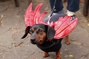 Prints of Tate the Dachshund dressed in Halloween costume with wings at the All Dogs Matter Howloween Dog Walk at the Spaniard's Inn on Hampstead Heath, London ADM Howloween Dog Walk Images: All Dogs Matter Howloween Dog Walk, Hampstead Heath, London