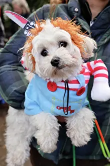 Prints of Luna the Maltese dressed in Halloween costume at the All Dogs Matter Howloween Dog Walk at the Spaniard's Inn on Hampstead Heath, London ADM Howloween Dog Walk Images: All Dogs Matter Howloween Dog Walk, Hampstead Heath, London