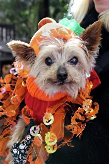 Prints of Dougie the Yorkshire Terrier dressed in Halloween costume at the All Dogs Matter Howloween Dog Walk at the Spaniard's Inn on Hampstead Heath, London ADM Howloween Dog Walk Images: All Dogs Matter Howloween Dog Walk, Hampstead Heath, London