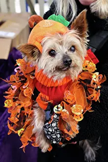 Prints of Dougie the Yorkshire Terrier dressed in Halloween costume at the All Dogs Matter Howloween Dog Walk at the Spaniard's Inn on Hampstead Heath, London ADM Howloween Dog Walk Images: All Dogs Matter Howloween Dog Walk, Hampstead Heath, London
