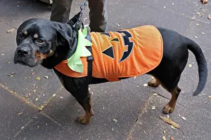 Prints of Bruce the Rottweiler cross dressed in his Pumpkin Halloween costume at the All Dogs Matter Howloween Dog Walk at the Spaniard's Inn on Hampstead Heath, London ADM Howloween Dog Walk Images: All Dogs Matter Howloween Dog Walk, Hampstead Heath, London