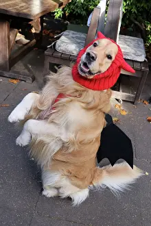 Prints of Elmo the Golden Retriever looking happy dressed in Halloween costume at the All Dogs Matter Howloween Dog Walk at the Spaniard's Inn on Hampstead Heath, London ADM Howloween Dog Walk Images: All Dogs Matter Howloween Dog Walk, Hampstead Heath, London
