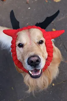 Prints of Elmo the Golden Retriever looking happy dressed in Halloween costume at the All Dogs Matter Howloween Dog Walk at the Spaniard's Inn on Hampstead Heath, London ADM Howloween Dog Walk Images: All Dogs Matter Howloween Dog Walk, Hampstead Heath, London