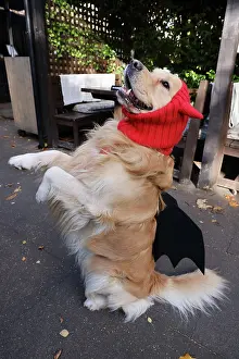 Prints of Elmo the Golden Retriever looking happy dressed in Halloween costume at the All Dogs Matter Howloween Dog Walk at the Spaniard's Inn on Hampstead Heath, London ADM Howloween Dog Walk Images: All Dogs Matter Howloween Dog Walk, Hampstead Heath, London