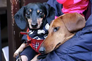 Prints of Carlos and Frank the Dachshunds relaxing, dressed in Halloween costumes at the All Dogs Matter Howloween Dog Walk at the Spaniard's Inn on Hampstead Heath, London ADM Howloween Dog Walk Images: All Dogs Matter Howloween Dog Walk, Hampstead Heath, London