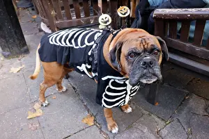 Prints of Claude the Boxer dressed in his skeleton Halloween costume at the All Dogs Matter Howloween Dog Walk at the Spaniard's Inn on Hampstead Heath, London ADM Howloween Dog Walk Images: All Dogs Matter Howloween Dog Walk, Hampstead Heath, London