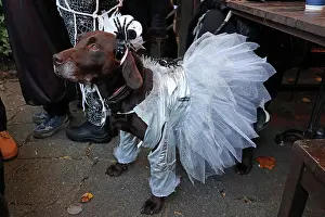 Prints of Madge the Brown Labrador dressed in Halloween costume at the All Dogs Matter Howloween Dog Walk at the Spaniard's Inn on Hampstead Heath, London ADM Howloween Dog Walk Images: All Dogs Matter Howloween Dog Walk, Hampstead Heath, London