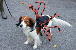 Prints of Hendricks the Dutch Spaniel dressed in his spider Halloween costume at the All Dogs Matter Howloween Dog Walk at the Spaniard's Inn on Hampstead Heath, London ADM Howloween Dog Walk Images: All Dogs Matter Howloween Dog Walk, Hampstead Heath, London