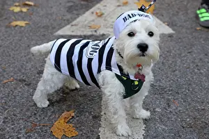 Prints of Suki the Westie dressed in a Bad Dog prisoner Halloween costume at the All Dogs Matter Howloween Dog Walk at the Spaniard's Inn on Hampstead Heath, London ADM Howloween Dog Walk Images: All Dogs Matter Howloween Dog Walk, Hampstead Heath, London