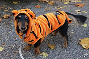 Prints of Birdy the Dachshund dressed in Halloween costume at the All Dogs Matter Howloween Dog Walk at the Spaniard's Inn on Hampstead Heath, London ADM Howloween Dog Walk Images: All Dogs Matter Howloween Dog Walk, Hampstead Heath, London