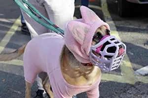 Prints of Olive Alsatian dressed in a pink Labubu Halloween costume at the All Dogs Matter Howloween Dog Walk at the Spaniard's Inn on Hampstead Heath, London ADM Howloween Dog Walk Images: All Dogs Matter Howloween Dog Walk, Hampstead Heath, London