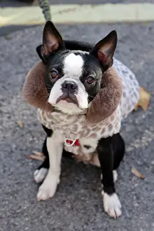Prints of Lilibet the Boston Terrier dressed in Halloween costume at the All Dogs Matter Howloween Dog Walk at the Spaniard's Inn on Hampstead Heath, London ADM Howloween Dog Walk Images: All Dogs Matter Howloween Dog Walk, Hampstead Heath, London