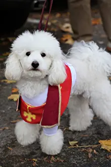 Prints of Joe the Poodle dressed in a Halloween costume at the All Dogs Matter Howloween Dog Walk at the Spaniard's Inn on Hampstead Heath, London ADM Howloween Dog Walk Images: All Dogs Matter Howloween Dog Walk, Hampstead Heath, London