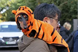 Prints of Birdy the Dachshund getting a ride from his owner dressed in Halloween costume at the All Dogs Matter Howloween Dog Walk at the Spaniard's Inn on Hampstead Heath, London ADM Howloween Dog Walk Images: All Dogs Matter Howloween Dog Walk, Hampstead Heath, London