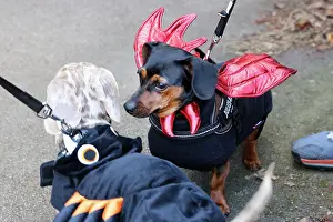 Prints of Tate the Dachshund dressed in Halloween costume with wings at the All Dogs Matter Howloween Dog Walk at the Spaniard's Inn on Hampstead Heath, London ADM Howloween Dog Walk Images: All Dogs Matter Howloween Dog Walk, Hampstead Heath, London