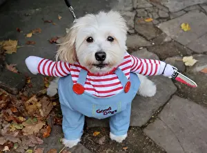 Prints of Buddy the Cockapoo / Pomeranian cross dressed in Halloween costume at the All Dogs Matter Howloween Dog Walk at the Spaniard's Inn on Hampstead Heath, London ADM Howloween Dog Walk Images: All Dogs Matter Howloween Dog Walk, Hampstead Heath, London
