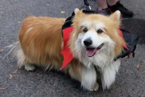 Prints of Corgi dressed in Halloween costume at the All Dogs Matter Howloween Dog Walk at the Spaniard's Inn on Hampstead Heath, London ADM Howloween Dog Walk Images: All Dogs Matter Howloween Dog Walk, Hampstead Heath, London