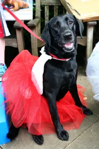 Shows: All Dogs Matter Pup Idol 2014, London, England