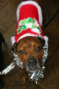 Animals: All Dogs Matter Santa Paws Christmas Fair, Hampstead, London