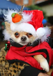 All Dogs Matter Santa Paws Christmas Fair, Hampstead, London