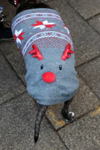 Editor's Picks: All Dogs Matter Santa Paws Christmas Fair, London