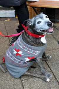 Editor's Picks: All Dogs Matter Santa Paws Christmas Fair, London