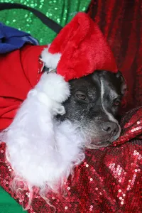 All Dogs Matter Santa Paws Christmas Fair, London