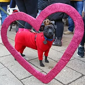 All Dogs Matter Valentines Dog Walk, London