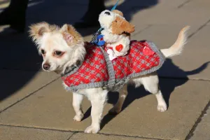 Animals: All Dogs Matter Valentines Dog Walk, London