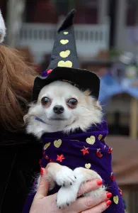 ADM Valentines Dog Walk 2019: All Dogs Matter Valentines Dog Walk, London